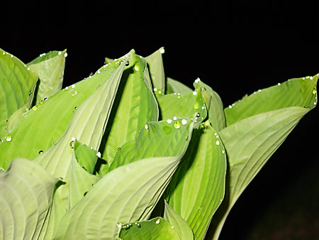 Video- und Audioservice